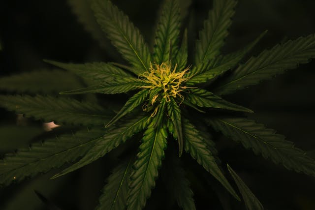 CBD Contre l’Anxiété: Une Approche Holistique pour la Sérénité