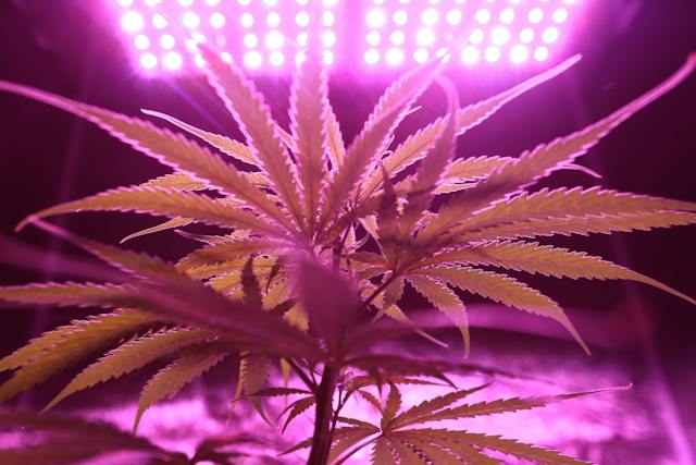 Cannabis et Sommeil : Trouver la Voie vers un Meilleur Repos